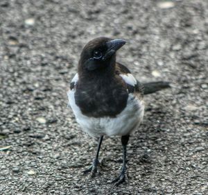 Close-up of an animal