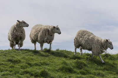 Sheep in a field