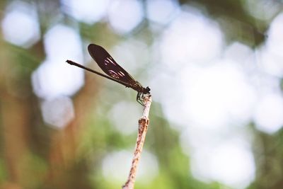 Close-up of damselfly on outdoors