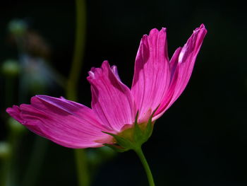 Close-up of pink flower