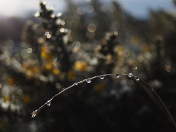 Close-up of water drops on plant