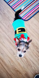 High angle view of dog wearing hat