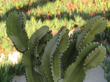 Close-up of succulent plant