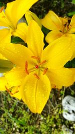 Close-up of yellow flowers blooming outdoors