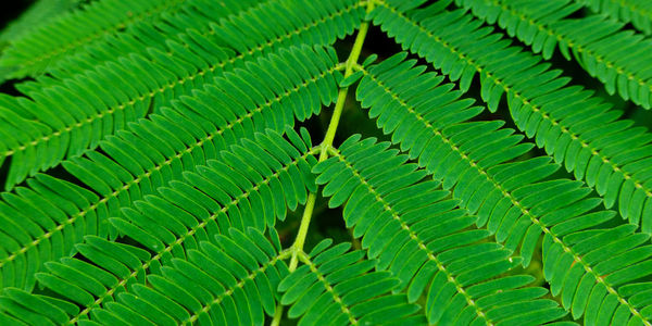 Full frame shot of leaves