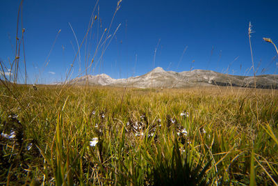 Plants growing on field against blue sky