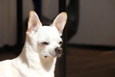 Close-up of dog