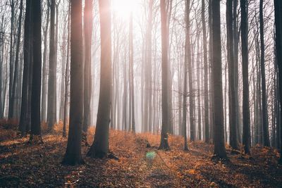 Trees in forest