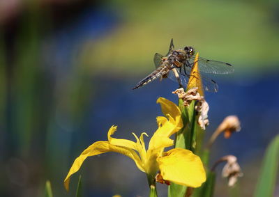 Close-up of insect pollinating on flower