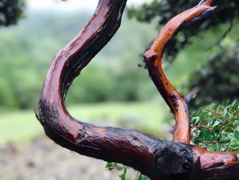 Close-up of lizard on tree