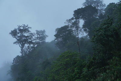 Trees in forest against sky