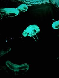 Jellyfish swimming in sea