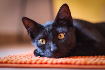 Close-up portrait of black cat at home