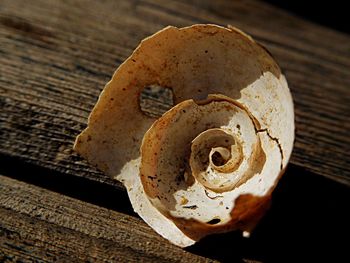 Close-up of wooden object