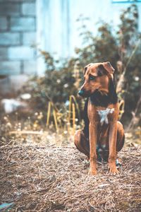 Dog looking away on field