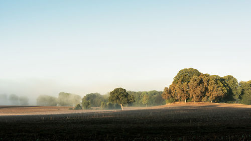 Trees on field against sky