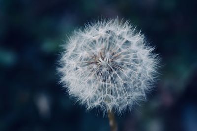 Close-up of dandelion against blurred background