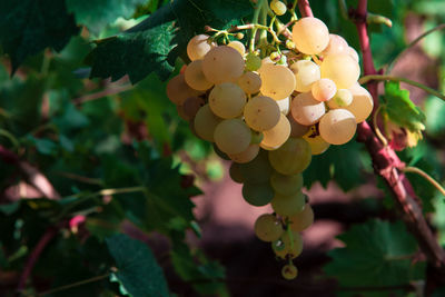 Tasty sweet grapes , growing in autumn . riesling national grape of germany