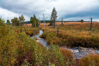 Moorland landscape of the high fens in autumn, belgium.