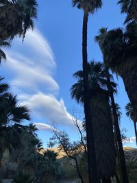 Low angle view of palm trees against sky