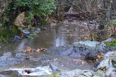 View of ducks swimming in river