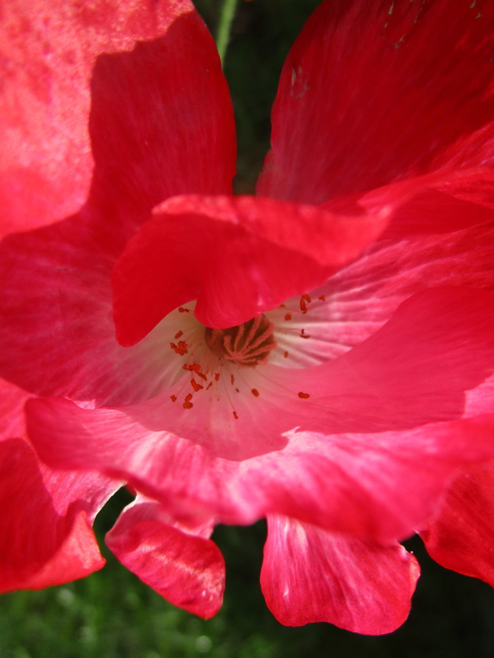 CLOSE-UP OF PINK ROSE