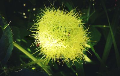 Close-up of dandelion flower