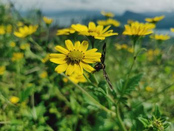 Close-up of honey bee on yellow flowering plant
