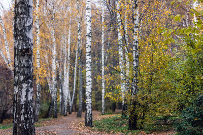 Pine trees in forest during autumn