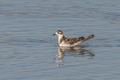 Duck swimming in lake