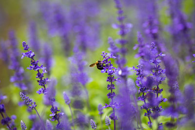 Close-up of bee pollinating on purple flowering plant