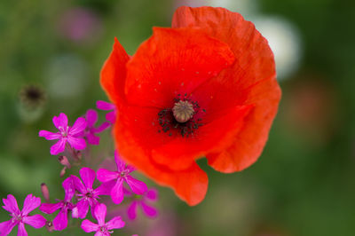 Close-up of red poppy blooming on plant