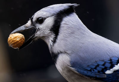 A bluejay poses on the deck with a peanut