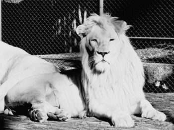 Lion posing for the photo...