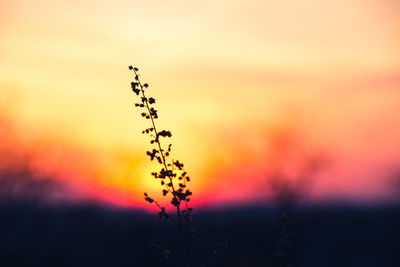 Close-up of silhouette plant against sky during sunset
