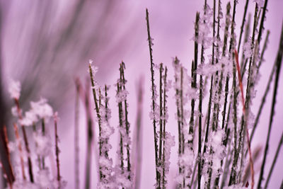 Close-up of fresh plants on snow covered plant