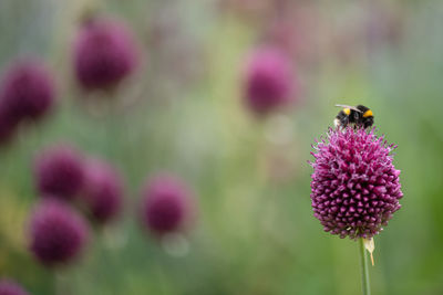 Close-up of bee pollinating on purple flower