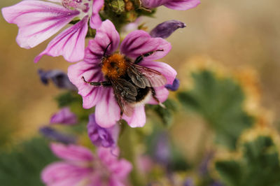 Close-up of bee on purple flower