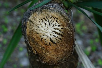 Close-up of caterpillar on tree