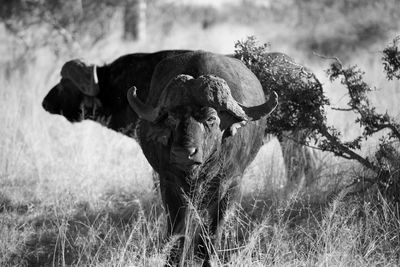 Wild cape buffalo in south africa