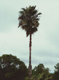 Low angle view of tree against sky