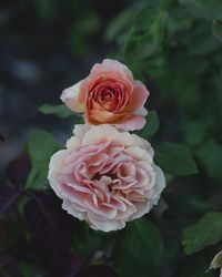 Close-up of pink flowers blooming outdoors