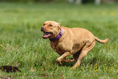 Pit bull terrier running fast and chasing lure across green field at dog racing competion