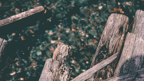 Close-up of tree stump