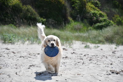 Portrait of dog standing on field