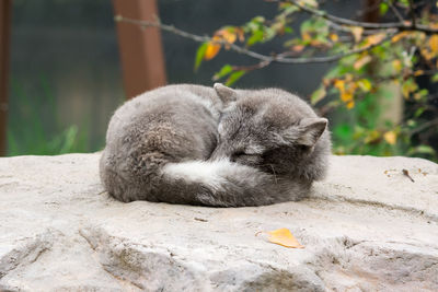 Cat sleeping