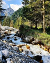 Trees growing by river in forest