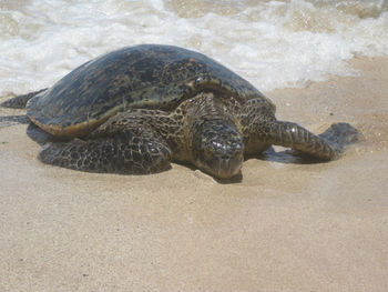 High angle view of tortoise on beach