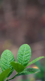 Close-up of fresh green leaves in plant