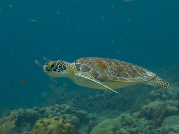 Turtle swimming in sea